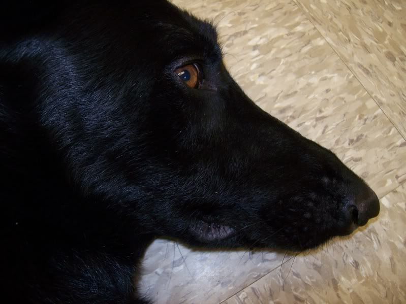 Lip Fold Pyoderma Page 3 German Shepherd Dog Forums